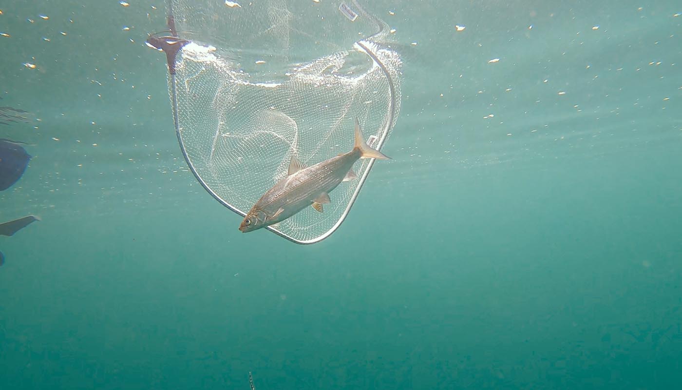 Feumer mit Felche_900x450-.png